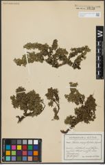 Foto von Salix serpyllifolia Scop.